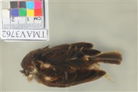 藏品(麻雀)的圖片